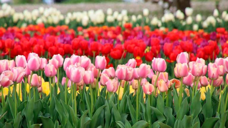 Un campo di tulipani Un campo di tulipani