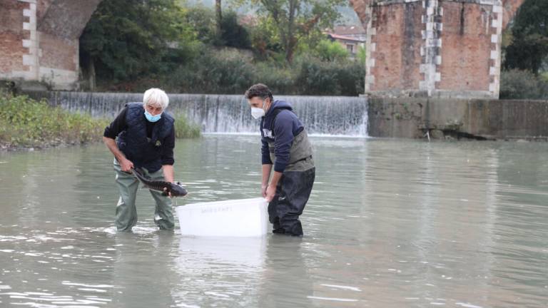 Storioni e anguille liberati nel Savio tra i due ponti a Cesena Storioni e anguille liberati nel Savio tra i due ponti a Cesena