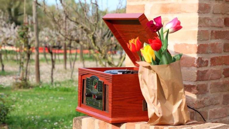 Cesena, pronti a sbocciare trentamila tulipani in collina con Tuliland Cesena, pronti a sbocciare trentamila tulipani in collina con Tuliland
