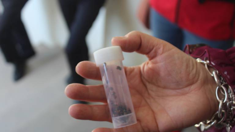 Cesena contro i parassiti si affida alle coccinelle Cesena contro i parassiti si affida alle coccinelle