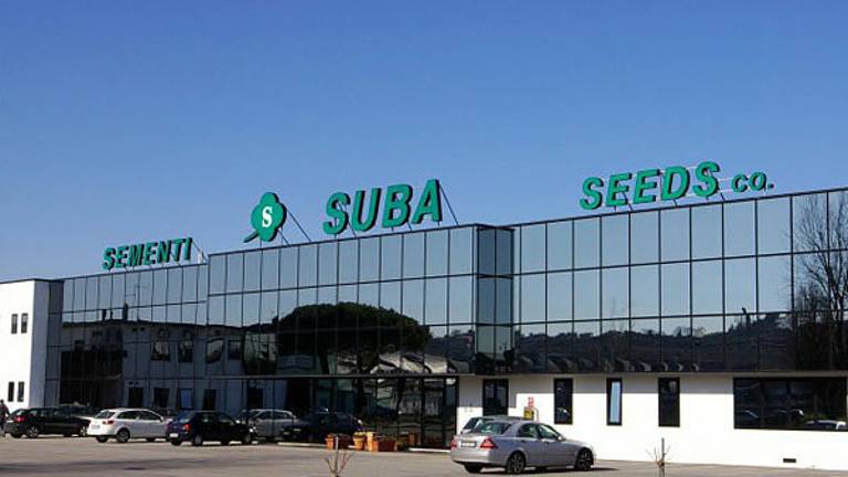 Tamponi obbligatori a 20 non vaccinati per lavorare: Suba Seeds insiste Tamponi obbligatori a 20 non vaccinati per lavorare: Suba Seeds insiste