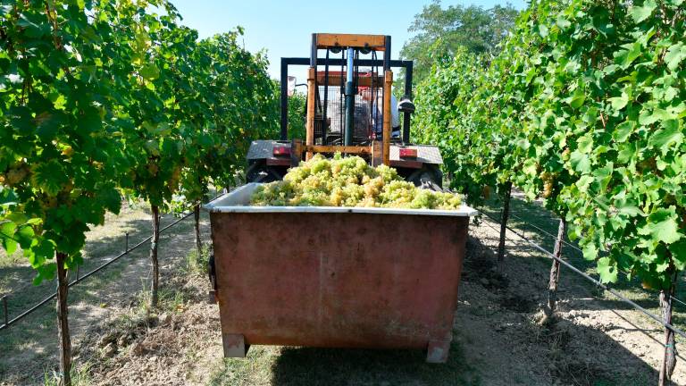 Ravenna, vendemmia 8 ore e gli tolgono un anno di pensione. Il ricorso va alla Corte Costituzionale Ravenna, vendemmia 8 ore e gli tolgono un anno di pensione. Il ricorso va alla Corte Costituzionale