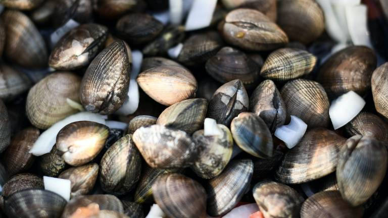 In vendita 3 chili di vongole morte e pesce non a norma: multato commerciante di Cesena In vendita 3 chili di vongole morte e pesce non a norma: multato commerciante di Cesena