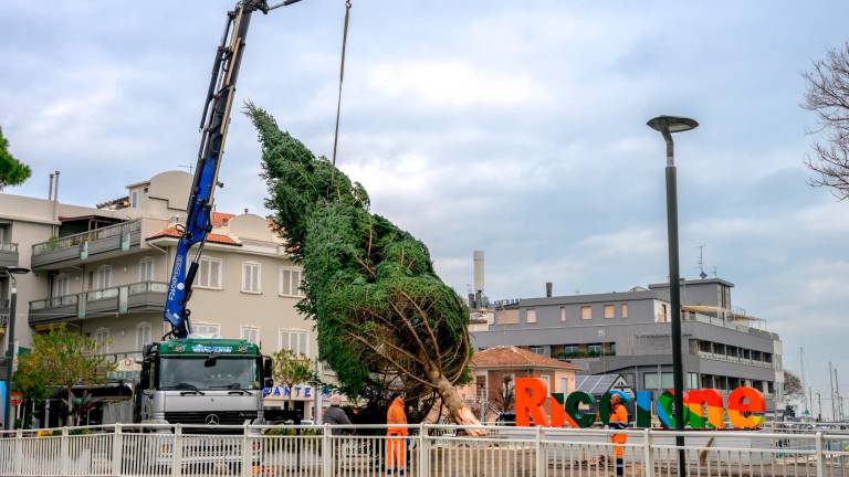L’Albero di Natale di Riccione è arrivato dalle Foreste Casentinesi: accensione l’8 dicembre L’Albero di Natale di Riccione è arrivato dalle Foreste Casentinesi: accensione l’8 dicembre