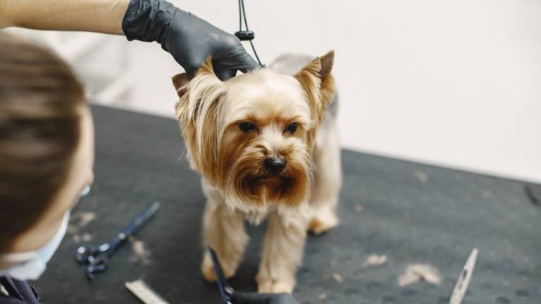 Toelettatura professionale a Bari per cani e gatti: servizi disponibili e vantaggi per la salute e l'aspetto del tuo animale Toelettatura professionale a Bari per cani e gatti: servizi disponibili e vantaggi per la salute e l'aspetto del tuo animale