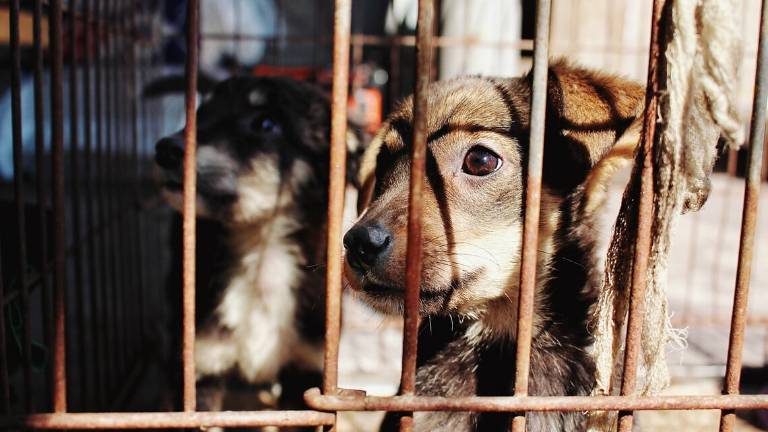 Ravenna, il veterinario e quegli 11 animali uccisi con «sinistra crudeltà» Ravenna, il veterinario e quegli 11 animali uccisi con «sinistra crudeltà»
