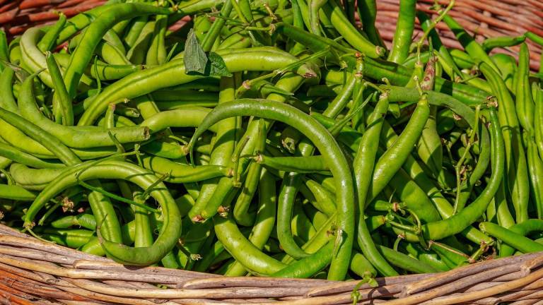 Il fagiolo rampicante, una delizia di verdura a portata di balcone