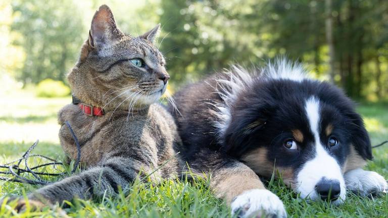 Nuovo canile e gattile del Comune di Rimini Nuovo canile e gattile del Comune di Rimini