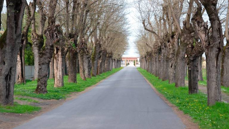 Il viale che porta al cimitero di Bagnacavallo Il viale che porta al cimitero di Bagnacavallo