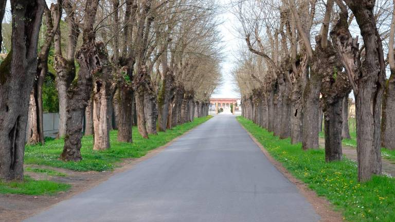 Il viale che porta al cimitero di Bagnacavallo