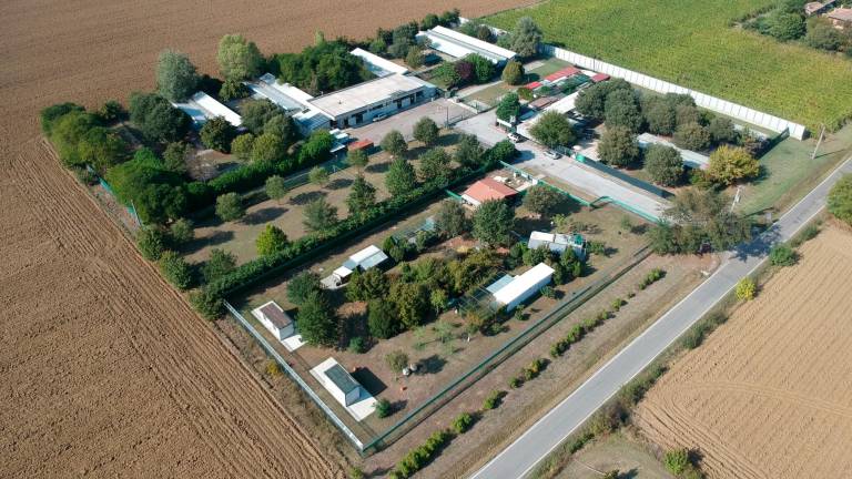Forlì. Nuova gestione del canile comunale, istanza di annullamento per “vizi di legittimità nell’operato della commissione giudicatrice” Forlì. Nuova gestione del canile comunale, istanza di annullamento per “vizi di legittimità nell’operato della commissione giudicatrice”