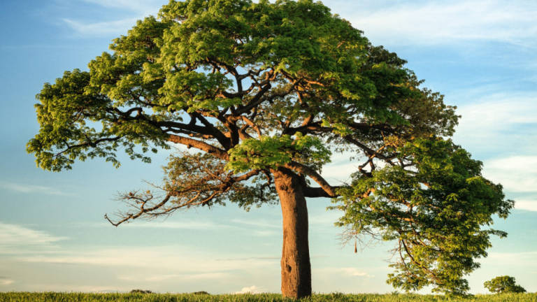 Coriano, gli studenti escono dall’aula e piantano 50 nuovi alberi Coriano, gli studenti escono dall’aula e piantano 50 nuovi alberi