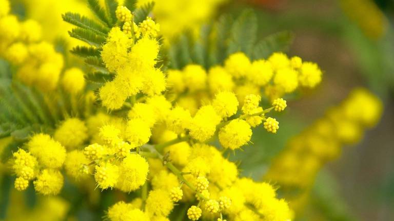 Da Legacoop e Federcoop Romagna mimose solidali per lo Ior Da Legacoop e Federcoop Romagna mimose solidali per lo Ior