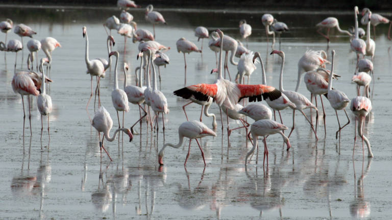 Cervia, nelle saline 20 fenicotteri rosa salvati dalla polizia Cervia, nelle saline 20 fenicotteri rosa salvati dalla polizia
