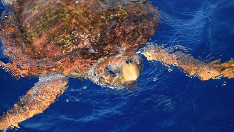 Da Rimini alle Canarie, la biologa nel paradiso dei cetacei. «Ogni anno con noi seimila persone» GALLERY