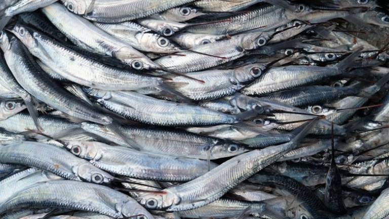 La rubrica di Affronte: mari in sofferenza per nutrire l'uomo La rubrica di Affronte: mari in sofferenza per nutrire l'uomo
