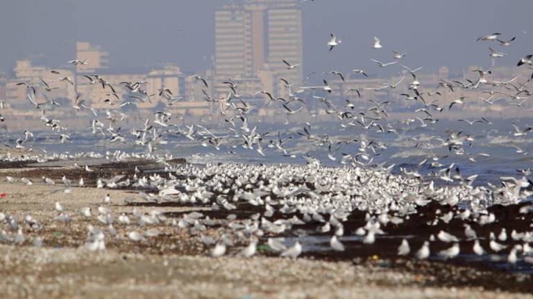 Cervia, il sole e la spiaggia che si ripopola: riparte la magia della Riviera Romagnola Cervia, il sole e la spiaggia che si ripopola: riparte la magia della Riviera Romagnola