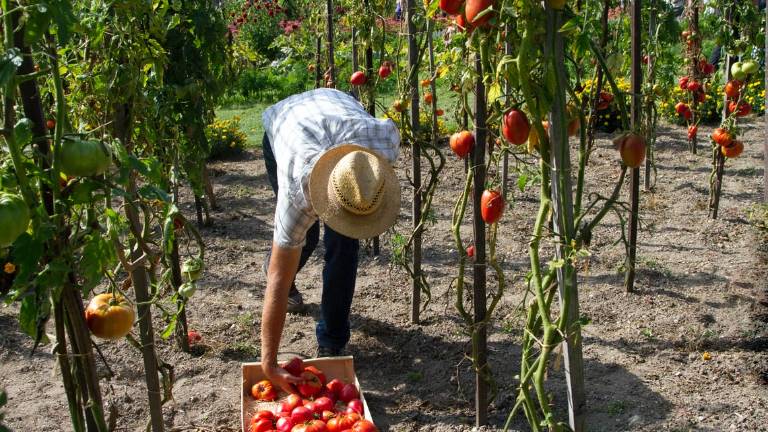 Faenza, distruggeva ripetutamente l'orto di un anziano: condannato Faenza, distruggeva ripetutamente l'orto di un anziano: condannato