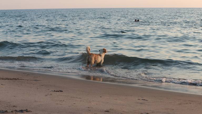 Cesenatico, va al mare e il cane scavalca il recinto per andare a cercarla: multa per la turista Cesenatico, va al mare e il cane scavalca il recinto per andare a cercarla: multa per la turista