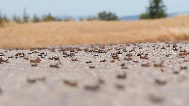 Cavallette, c’è la deroga per usare la sostanza attiva Spinosad importante per evitare una nuova invasione