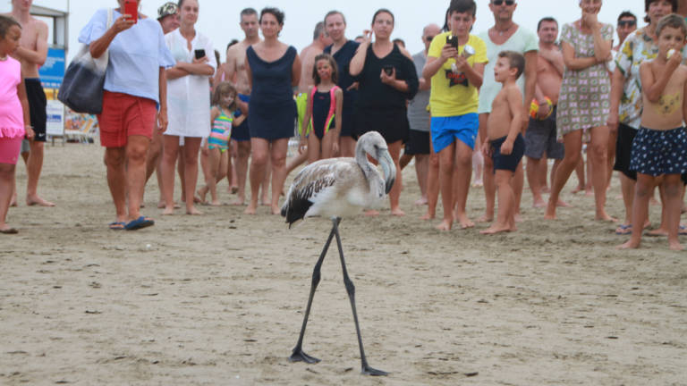 Cervia, il fenicottero in spiaggia scortato dai vigili Cervia, il fenicottero in spiaggia scortato dai vigili