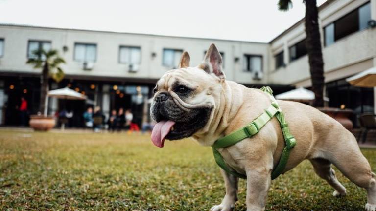 Forlì, la lite per i cani senza museruola finisce all'ospedale Forlì, la lite per i cani senza museruola finisce all'ospedale