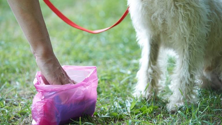 Sassi e varechina contro cane della vicina Coppia accusata di stalking Sassi e varechina contro cane della vicina Coppia accusata di stalking