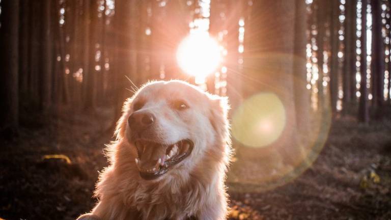 Troppi cani senza guinzaglio: San Clemente dice basta Troppi cani senza guinzaglio: San Clemente dice basta