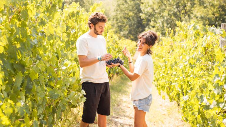 Rimini, Tenuta Saiano a Los Angeles con i migliori vini del mondo Rimini, Tenuta Saiano a Los Angeles con i migliori vini del mondo