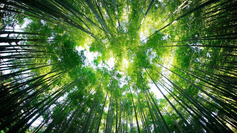 Imola, il vivaio di Zerina riprende la coltivazione e distribuzione di piante forestali Imola, il vivaio di Zerina riprende la coltivazione e distribuzione di piante forestali