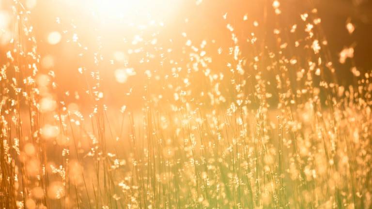 Meteo Romagna, anticipo di primavera: da mercoledì torna l’anticiclone africano Meteo Romagna, anticipo di primavera: da mercoledì torna l’anticiclone africano