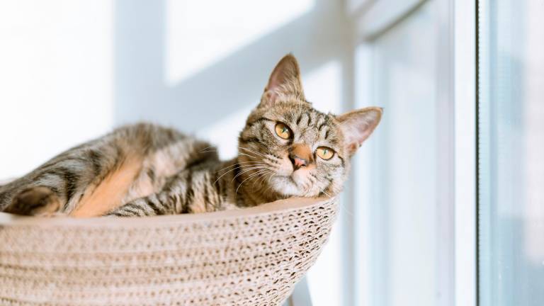 Allergie, arrossamenti, scottature: come riconoscere i disturbi cutanei negli animali e intervenire con prodotti naturali Allergie, arrossamenti, scottature: come riconoscere i disturbi cutanei negli animali e intervenire con prodotti naturali