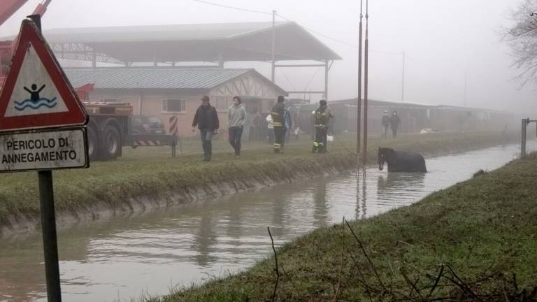 Ravenna, paura per un cavallo caduto in un canale Ravenna, paura per un cavallo caduto in un canale