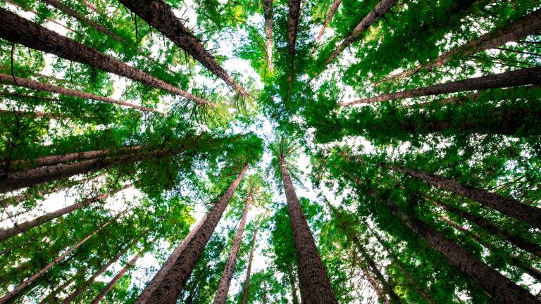 San Mauro Pascoli, dalla Regione 44mila euro per la forestazione San Mauro Pascoli, dalla Regione 44mila euro per la forestazione