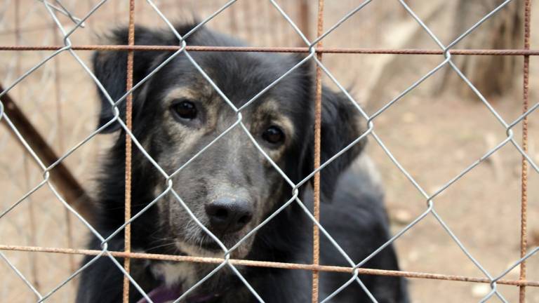 Ravenna, lasciò il cane ferito in una porcilaia: la Procura chiede un anno e 10 mesi Ravenna, lasciò il cane ferito in una porcilaia: la Procura chiede un anno e 10 mesi