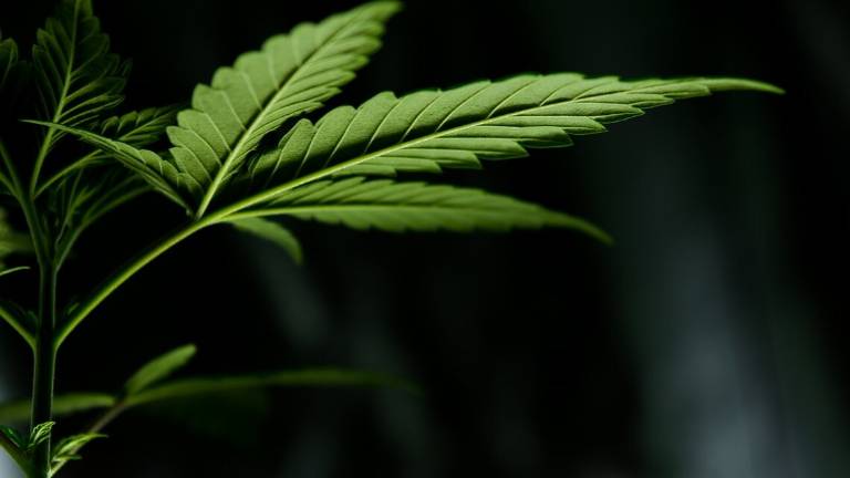 Cannabis terapeutica, San Marino prossimo fornitore dell’Italia? Cannabis terapeutica, San Marino prossimo fornitore dell’Italia?