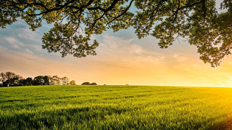 Curare il giardino in modo naturale ed efficace Curare il giardino in modo naturale ed efficace