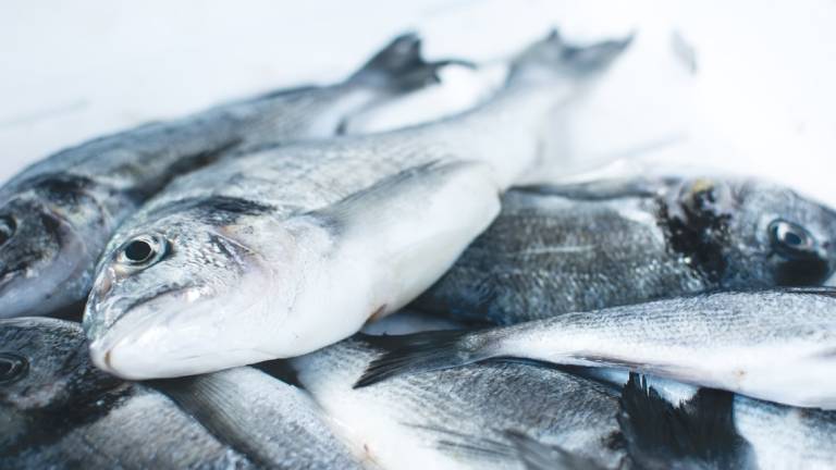 Forlì, il pesce fresco da sabato arriva al Mercato di Campagna Amica Forlì, il pesce fresco da sabato arriva al Mercato di Campagna Amica