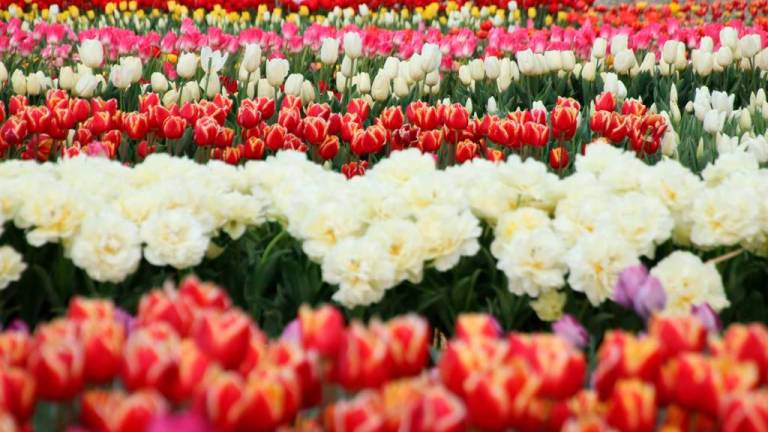 Cesena, pronti a sbocciare trentamila tulipani in collina con Tuliland Cesena, pronti a sbocciare trentamila tulipani in collina con Tuliland