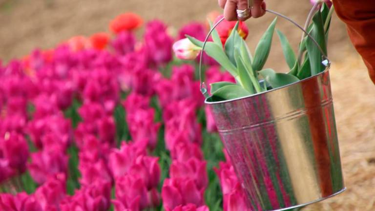 Cesena, pronti a sbocciare trentamila tulipani in collina con Tuliland Cesena, pronti a sbocciare trentamila tulipani in collina con Tuliland