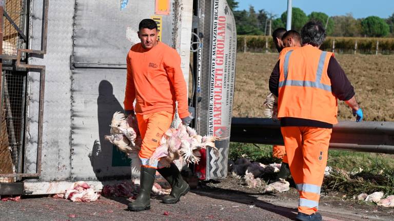 Forlì. Strage di polli sulla via Bidentina: almeno duemila animali morti in un incidente Forlì. Strage di polli sulla via Bidentina: almeno duemila animali morti in un incidente