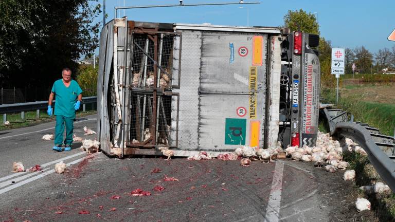 Forlì. Strage di polli sulla via Bidentina: almeno duemila animali morti in un incidente Forlì. Strage di polli sulla via Bidentina: almeno duemila animali morti in un incidente