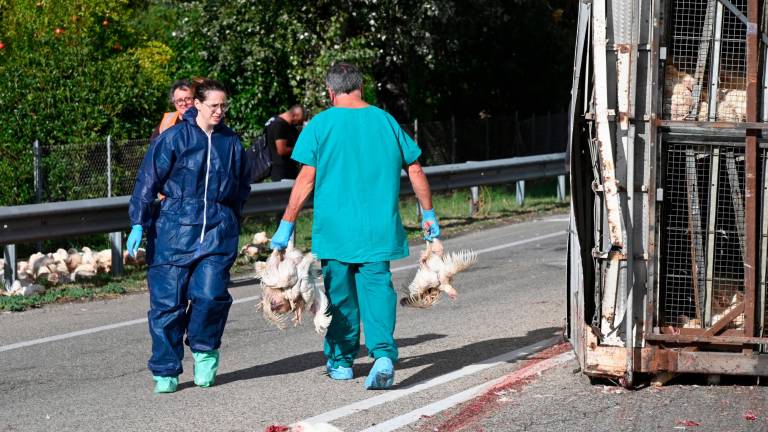 Forlì. Strage di polli sulla via Bidentina: almeno duemila animali morti in un incidente Forlì. Strage di polli sulla via Bidentina: almeno duemila animali morti in un incidente