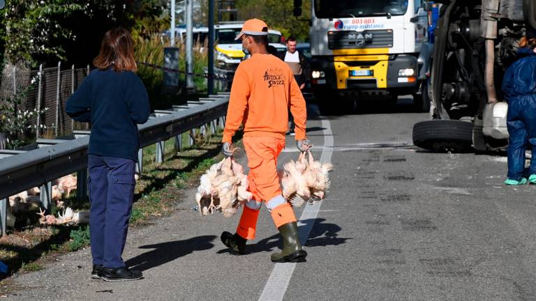 Forlì. Strage di polli sulla via Bidentina: almeno duemila animali morti in un incidente Forlì. Strage di polli sulla via Bidentina: almeno duemila animali morti in un incidente