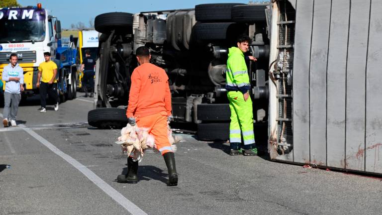 Forlì. Strage di polli sulla via Bidentina: almeno duemila animali morti in un incidente Forlì. Strage di polli sulla via Bidentina: almeno duemila animali morti in un incidente