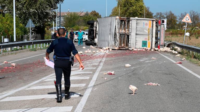 Forlì. Strage di polli sulla via Bidentina: almeno duemila animali morti in un incidente Forlì. Strage di polli sulla via Bidentina: almeno duemila animali morti in un incidente