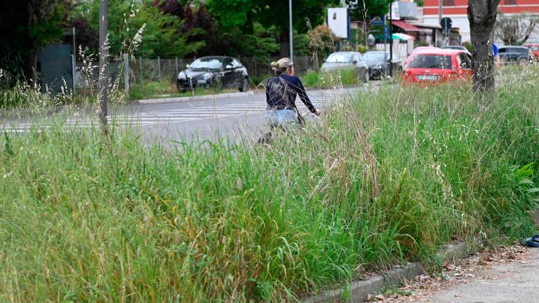 Forlì, verde pubblico: “Situazione inaccettabile” Forlì, verde pubblico: “Situazione inaccettabile”
