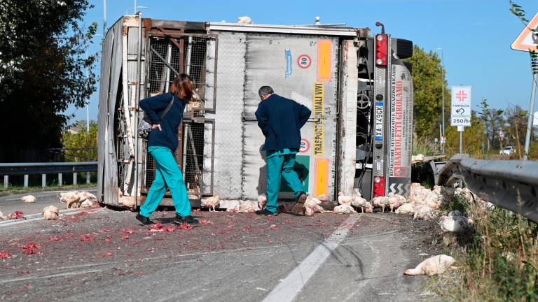 Forlì. Strage di polli sulla via Bidentina: almeno duemila animali morti in un incidente Forlì. Strage di polli sulla via Bidentina: almeno duemila animali morti in un incidente