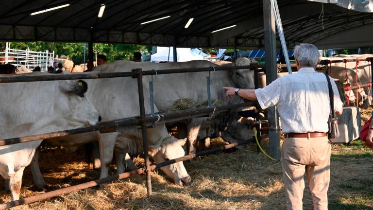 Imola, Fiera Agricola del Santerno: via alle domande di partecipazione Imola, Fiera Agricola del Santerno: via alle domande di partecipazione