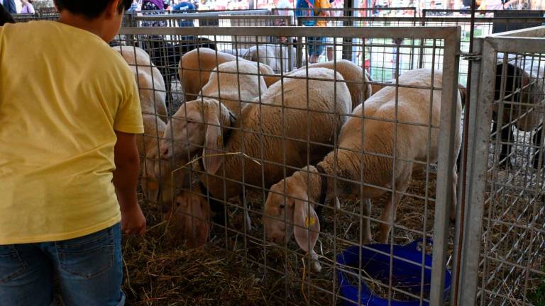 Imola, Fiera Agricola del Santerno: via alle domande di partecipazione Imola, Fiera Agricola del Santerno: via alle domande di partecipazione